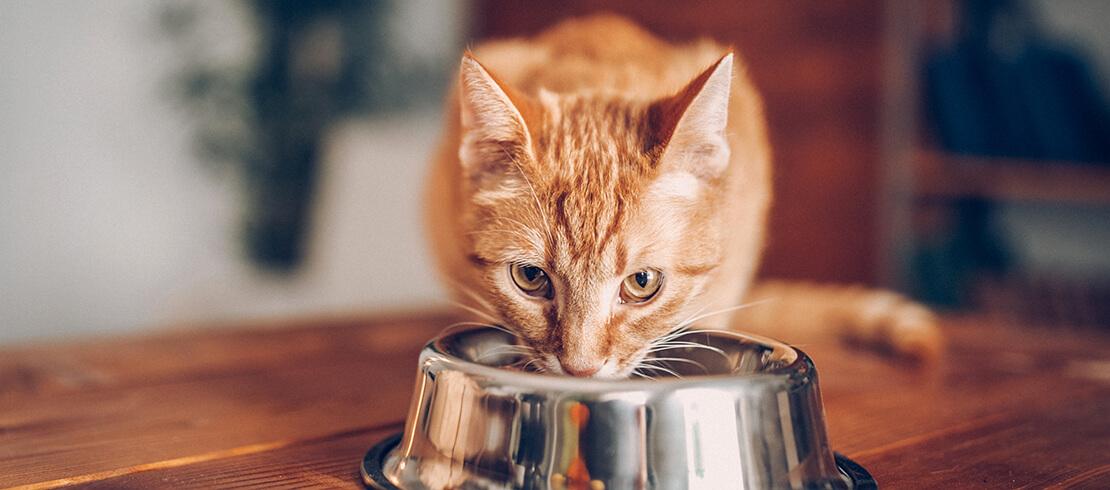 7 غذایی که گربه شما نباید بخورد!
