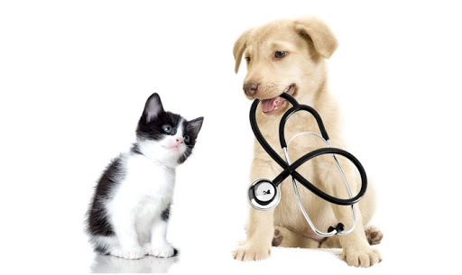 10 نشانه و علائم بیماری در حیوانات خانگی