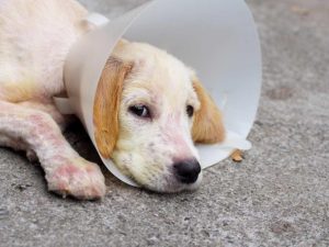 5 راه اساسی درمان ضد انگلی حیوانات