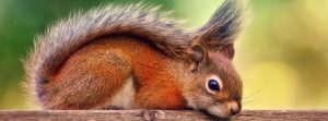 سنجاب تمیز ترین حیوان خانگی