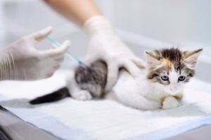 واکسیناسیون گربه ­ها