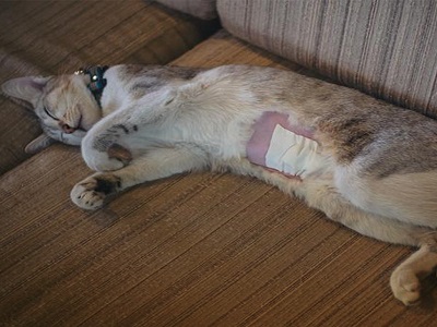 جراحی گربه در تهران با ایرانا پت کلینیک