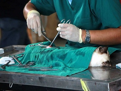 رایج ترین جراحی های حیوانات خانگی در ایران پت کلینیک