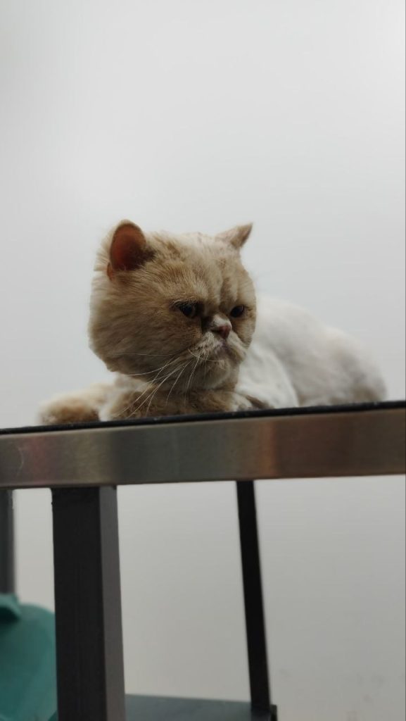 آرایشگاه گربه سعادت آباد