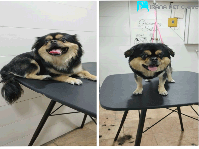 آرایشگاه سگ سعادت آباد
