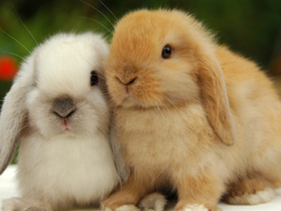 کلینیک ایرانا - ترفندهای آموزش توالت به خرگوش های خانگی (گامبهگام با تصویر)