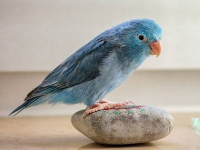 کلینیک ایرانا - استرس در پرندگان خانگی: علائم پنهان و راههای آرامسازی