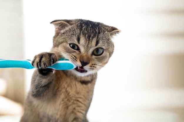 اهمیت دندانپزشکی در حیوانات خانگی؛ چگونه از دندانهای سگ و گربه خود مراقبت کنیم؟