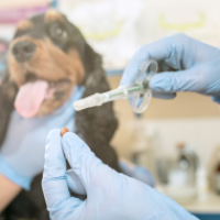 medicine-pet-care-people-concept-dog-veterinarian-doctor-vet-clinic 1